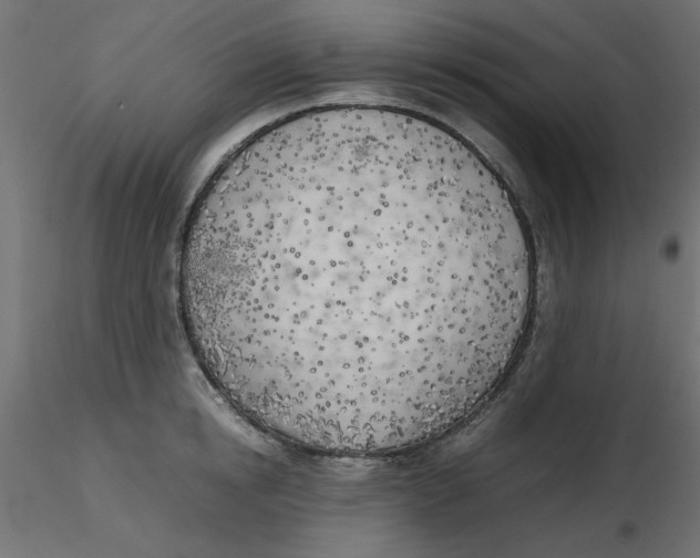 X0000116620854200912312137