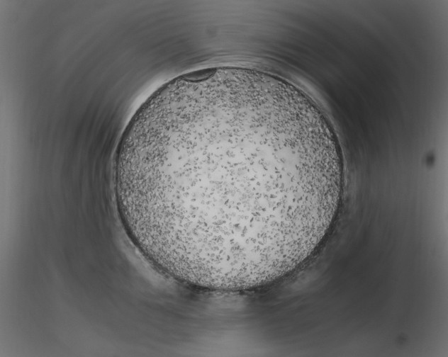 X0000116620907200912312136