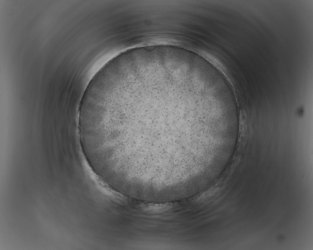 X0000116621047200912312135