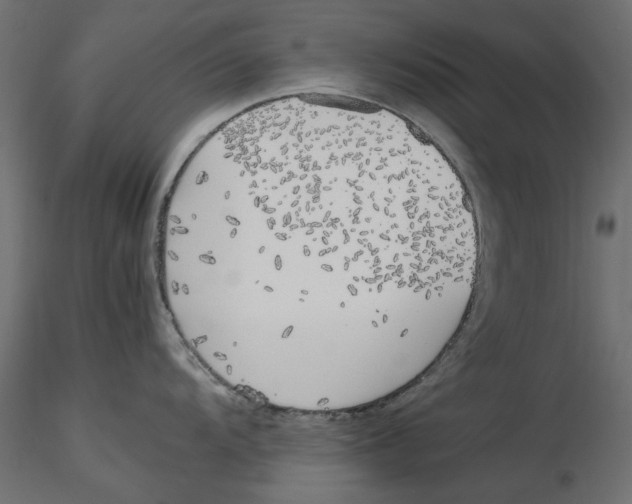 X0000116621104200912312133