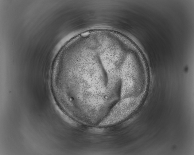 X0000116621245200912312132