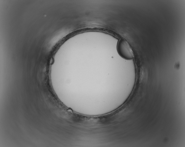 X0000116621261200912312131