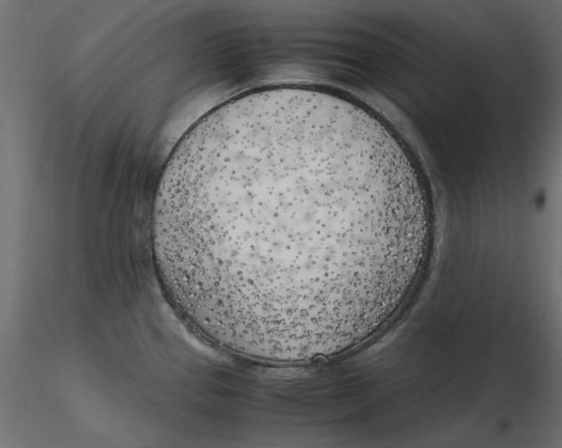 X0000116621337200912312131