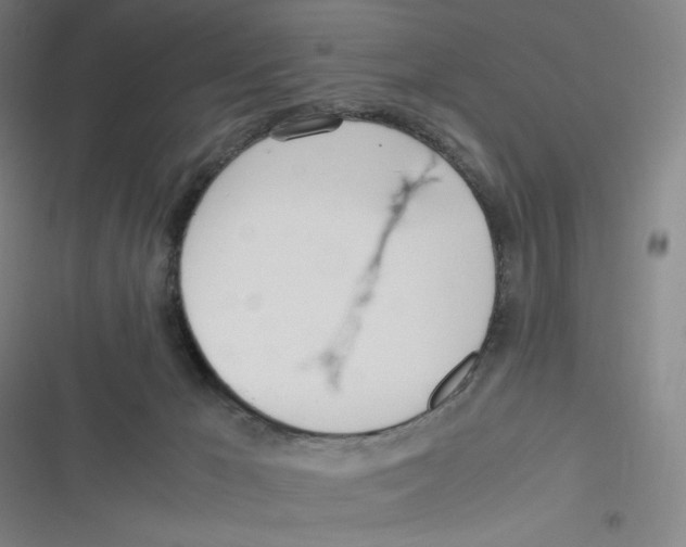 X0000116620029201001081241