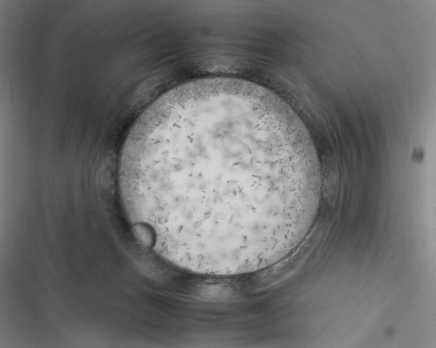 X0000116620175201001081239