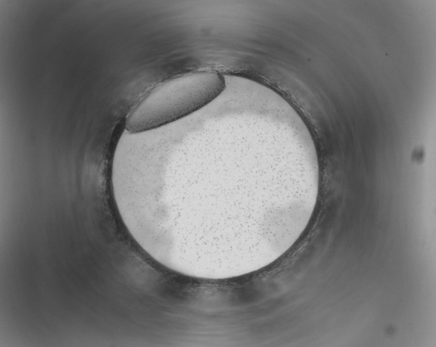 X0000116620305201001081237