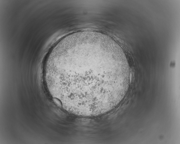 X0000116620339201001081236