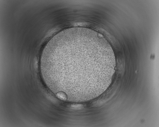 X0000116620357201001081236