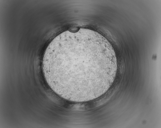 X0000116620366201001081236