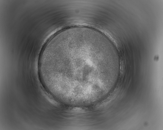 X0000116620390201001081236