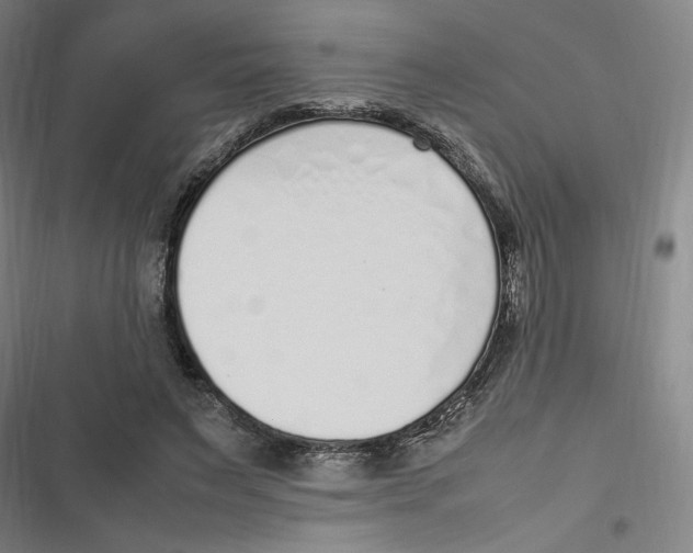 X0000116620495201001081235