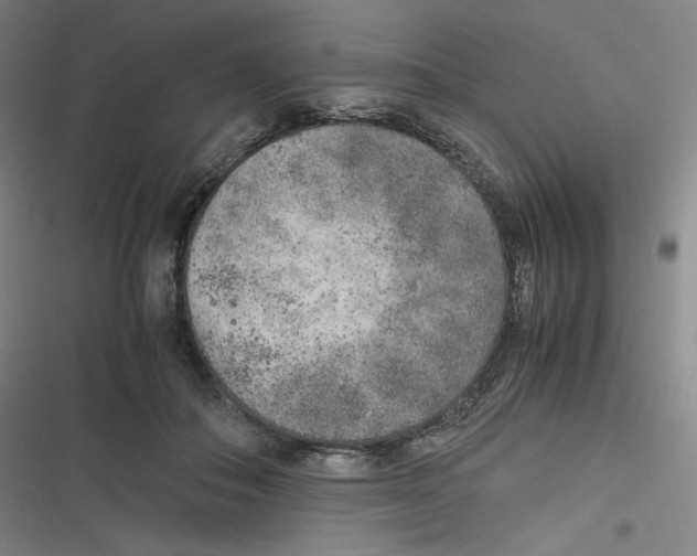 X0000116620506201001081234