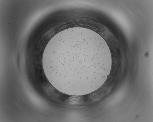 X0000116620526201001081234