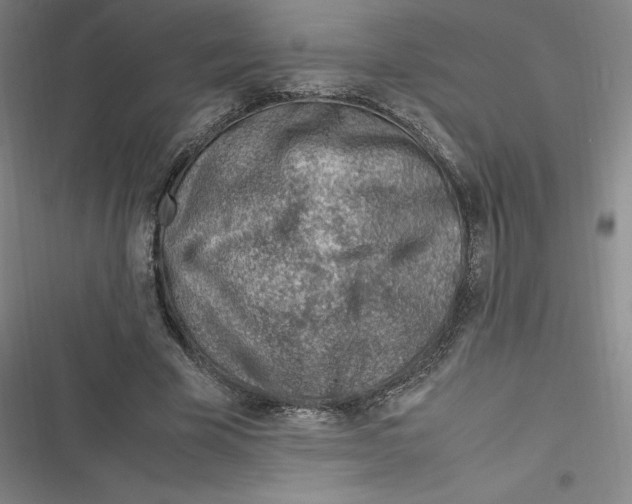 X0000116620585201001081233