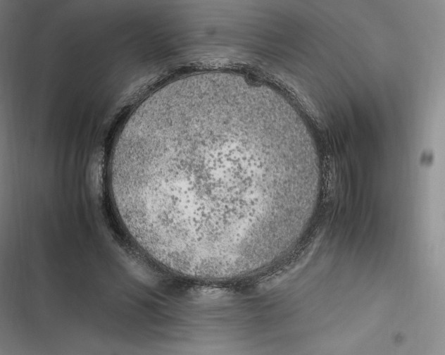 X0000116620590201001081233