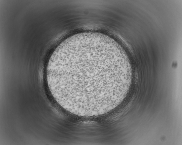 X0000116620637201001081232