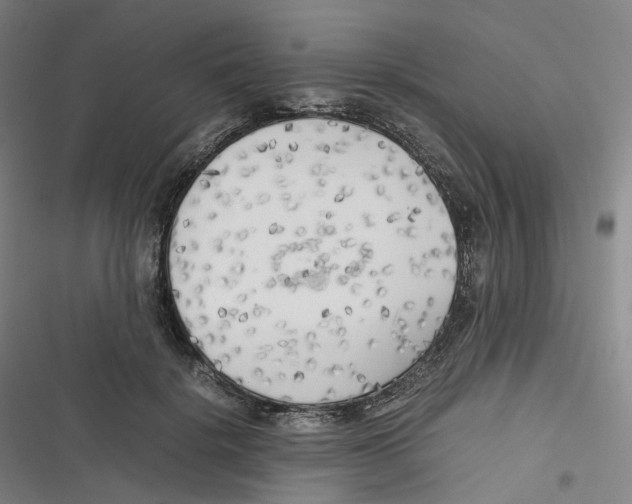 X0000116620652201001081232