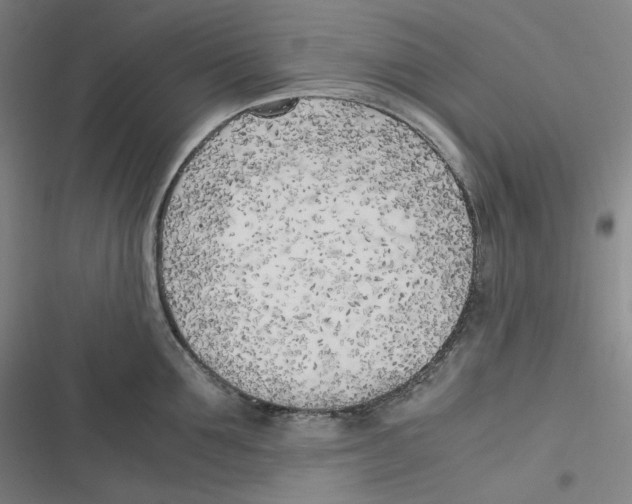 X0000116620907201001081229