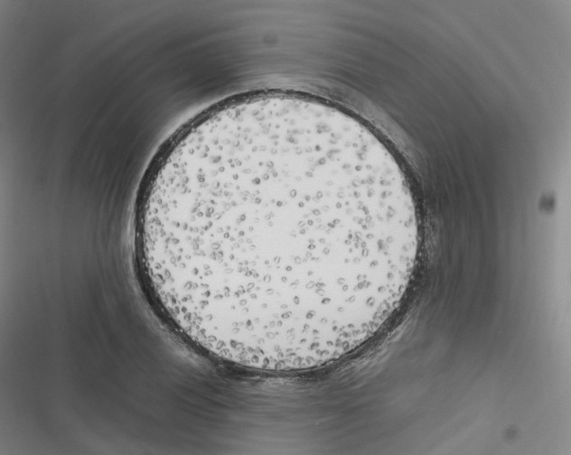 X0000116621028201001081227