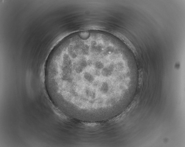 X0000116621031201001081227