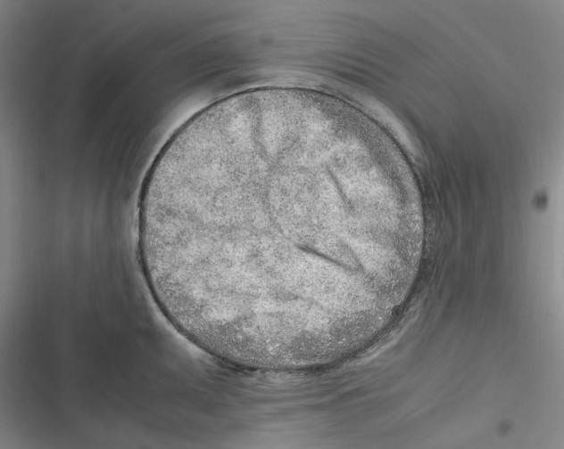 X0000116621095201001081226