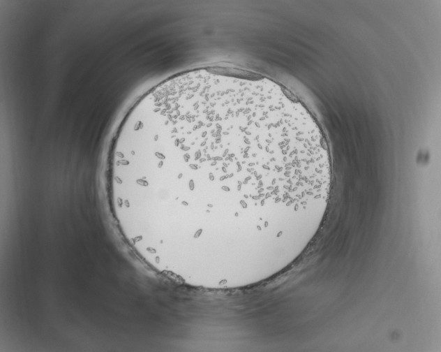 X0000116621104201001081226