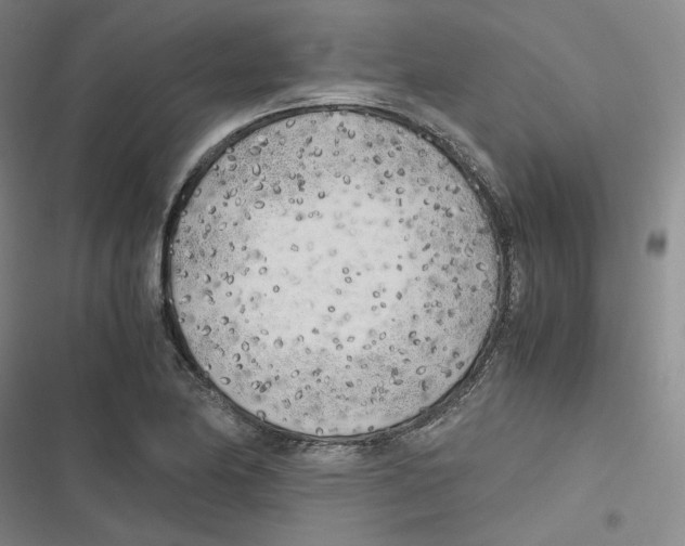 X0000116621174201001081225