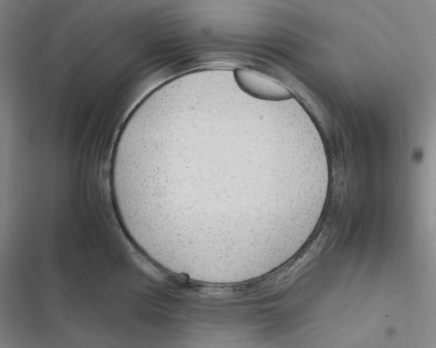 X0000116621194201001081225