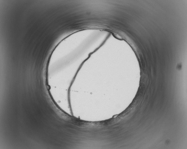 X0000116621195201001081225