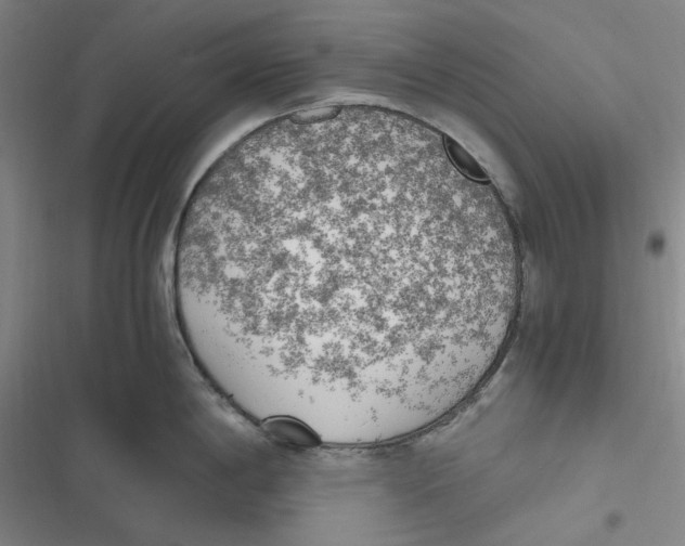 X0000116621198201001081225