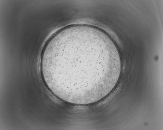 X0000116621224201001081225