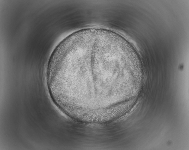 X0000116621239201001081225