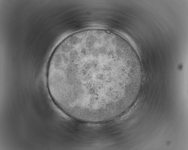 X0000116621243201001081225