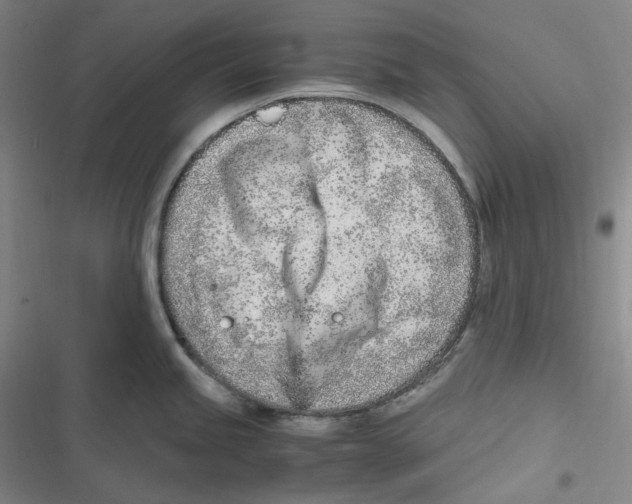 X0000116621245201001081225