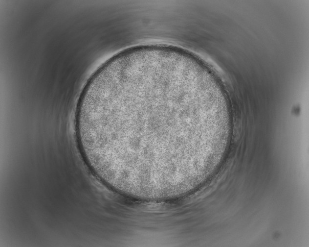 X0000116621279201001081224