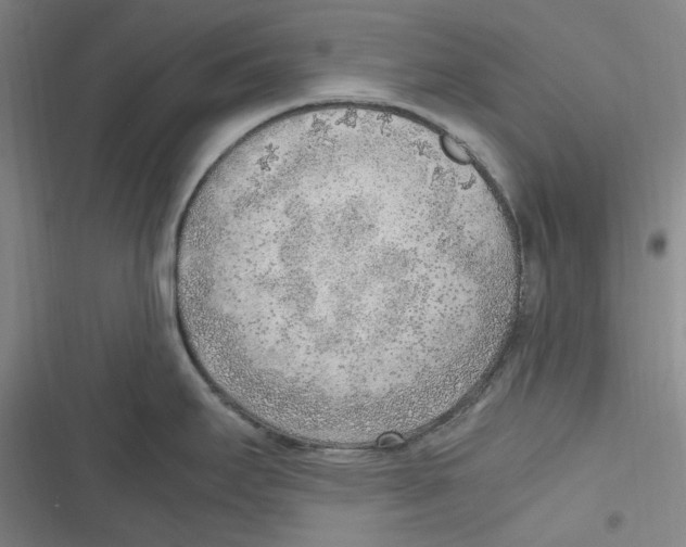 X0000116621295201001081224