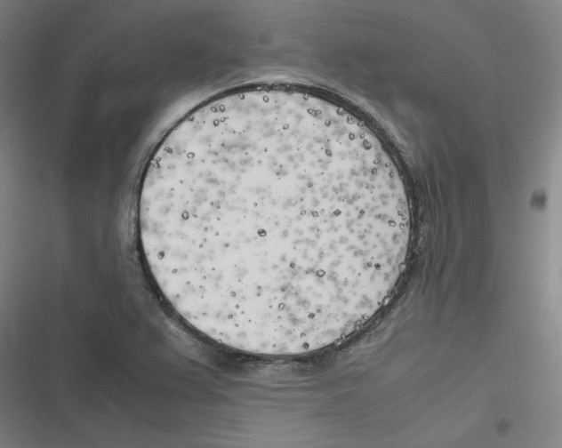 X0000116621367201001081223