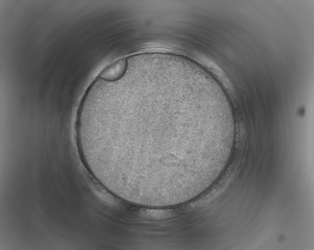 X0000116621427201001081222