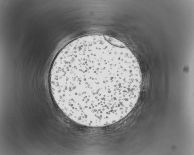 X0000116620099201001221348