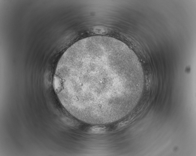 X0000116620606201001221341