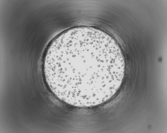 X0000116620779201001221339