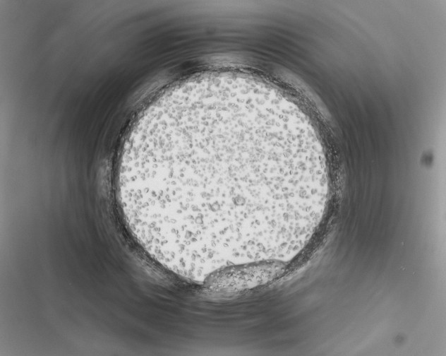X0000116620825201001221338