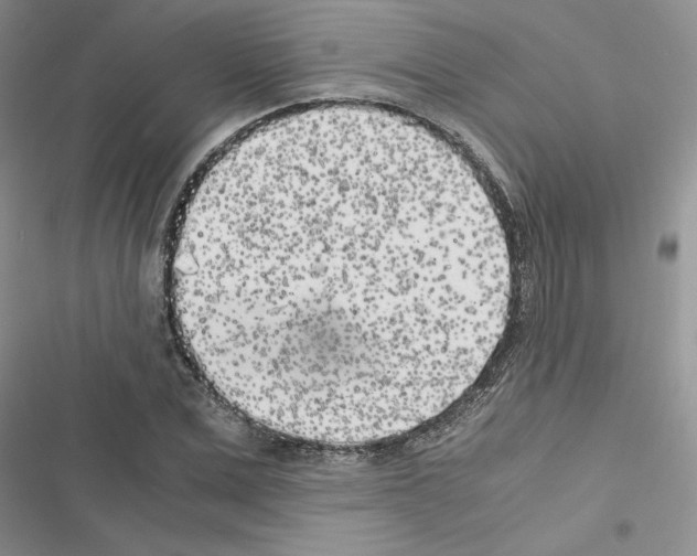 X0000116620975201001221336