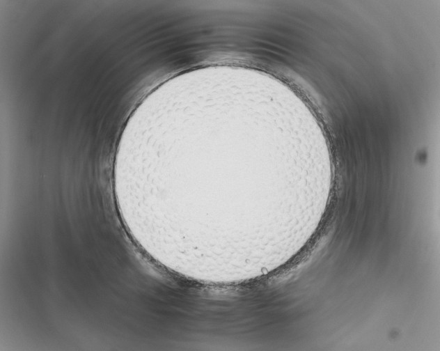 X0000116621041201001221335