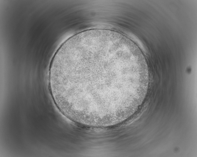 X0000116621095201001221334