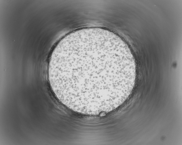 X0000116621171201001221333