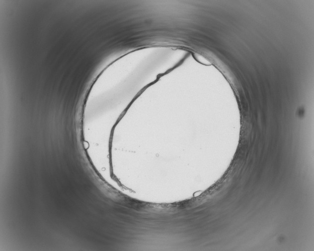 X0000116621195201001221333