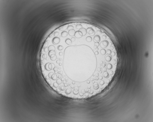 X0000116621196201001221333