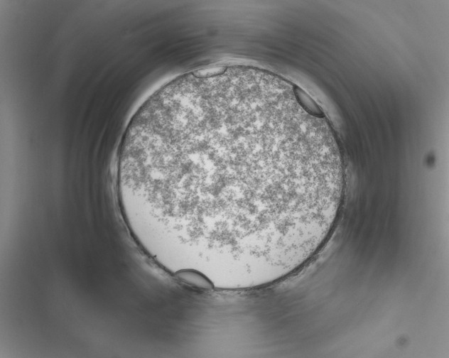 X0000116621198201001221333