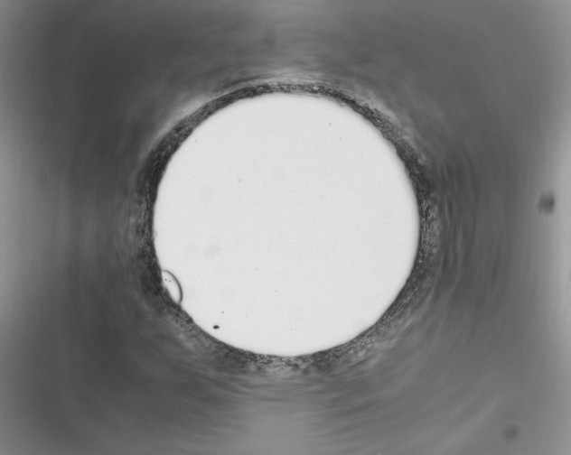 X0000116621255201001221332